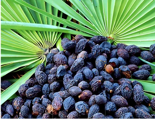 Extracto de saw palmetto