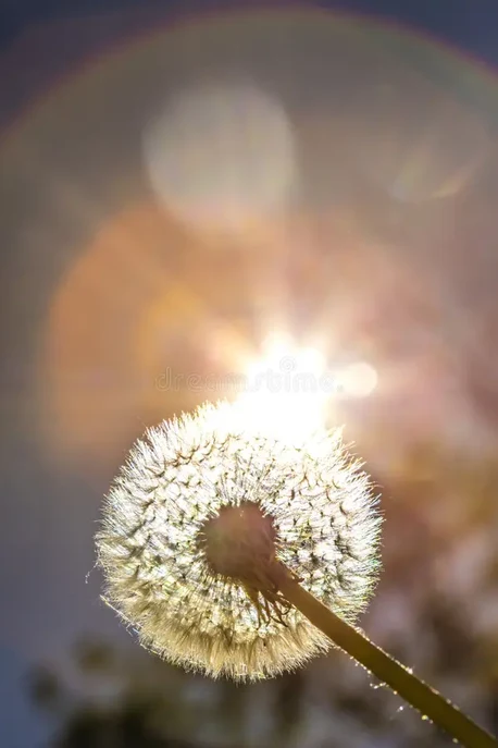 Vitamina D